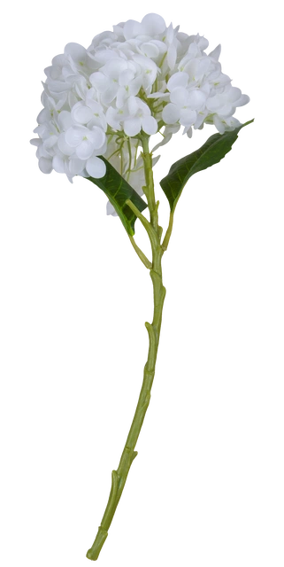 Hortensia 88cm hvit