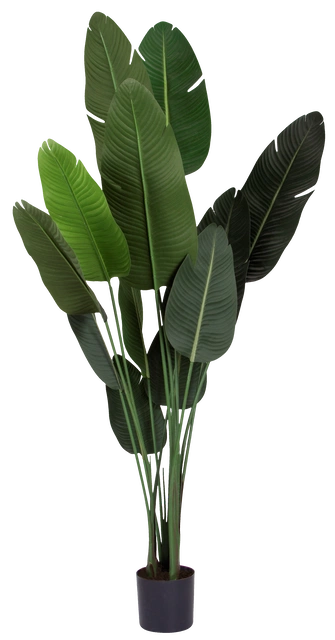 Banantre innendørs 208cm