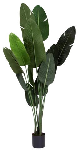 Banantre innendørs 208cm 2