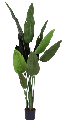 Banantre innendørs 208cm 5