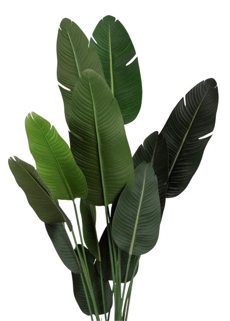 Banantre innendørs 208cm