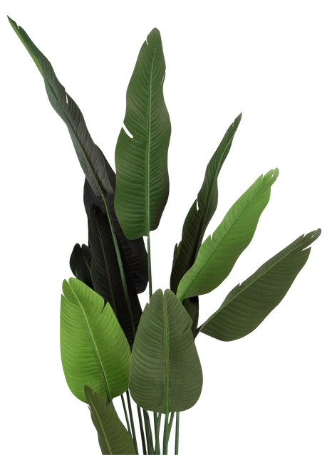 Banantre innendørs 208cm