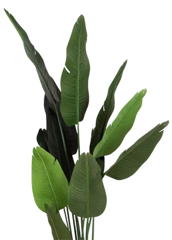 Banantre innendørs 208cm 3