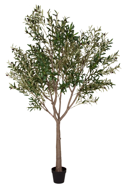 Oliventre innendørs 210cm 2