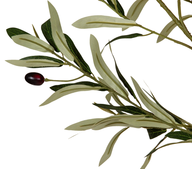 Oliventre innendørs 210cm 4