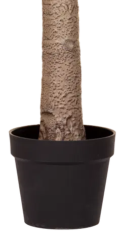 Oliventre innendørs 210cm, bilde 6 av 7