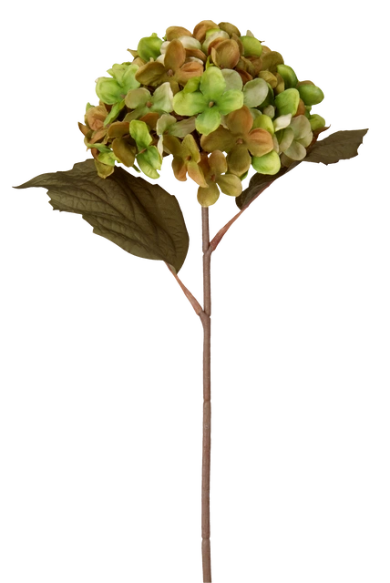 Hortensia grønn/brun 43cm 4