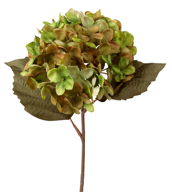Hortensia grønn/brun 43cm 2