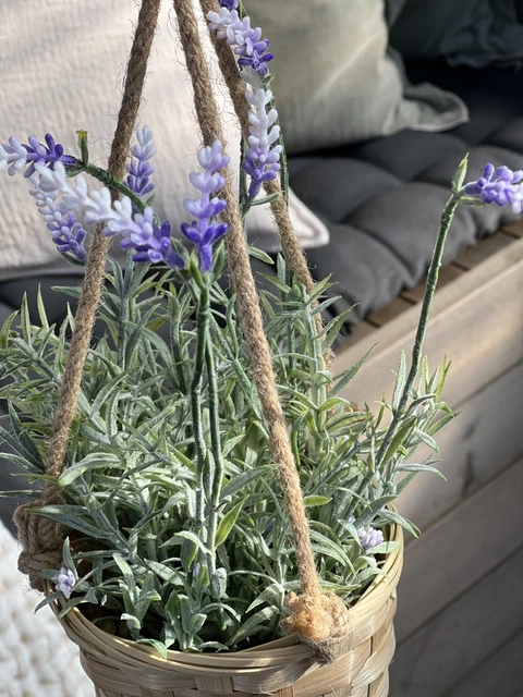 Lavendel med potte